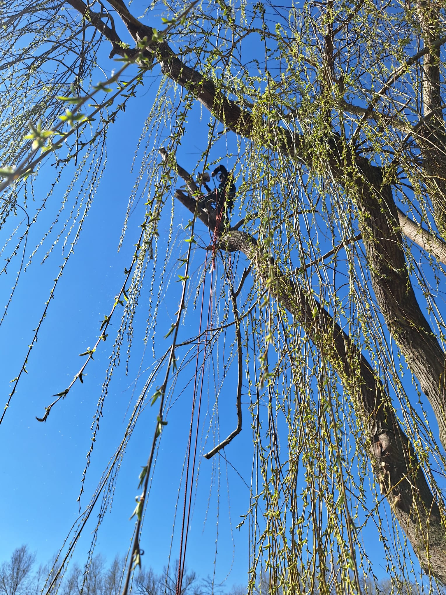 Lucrare Toaletare Salcie Stupini, Brașov - Urban Arboristica