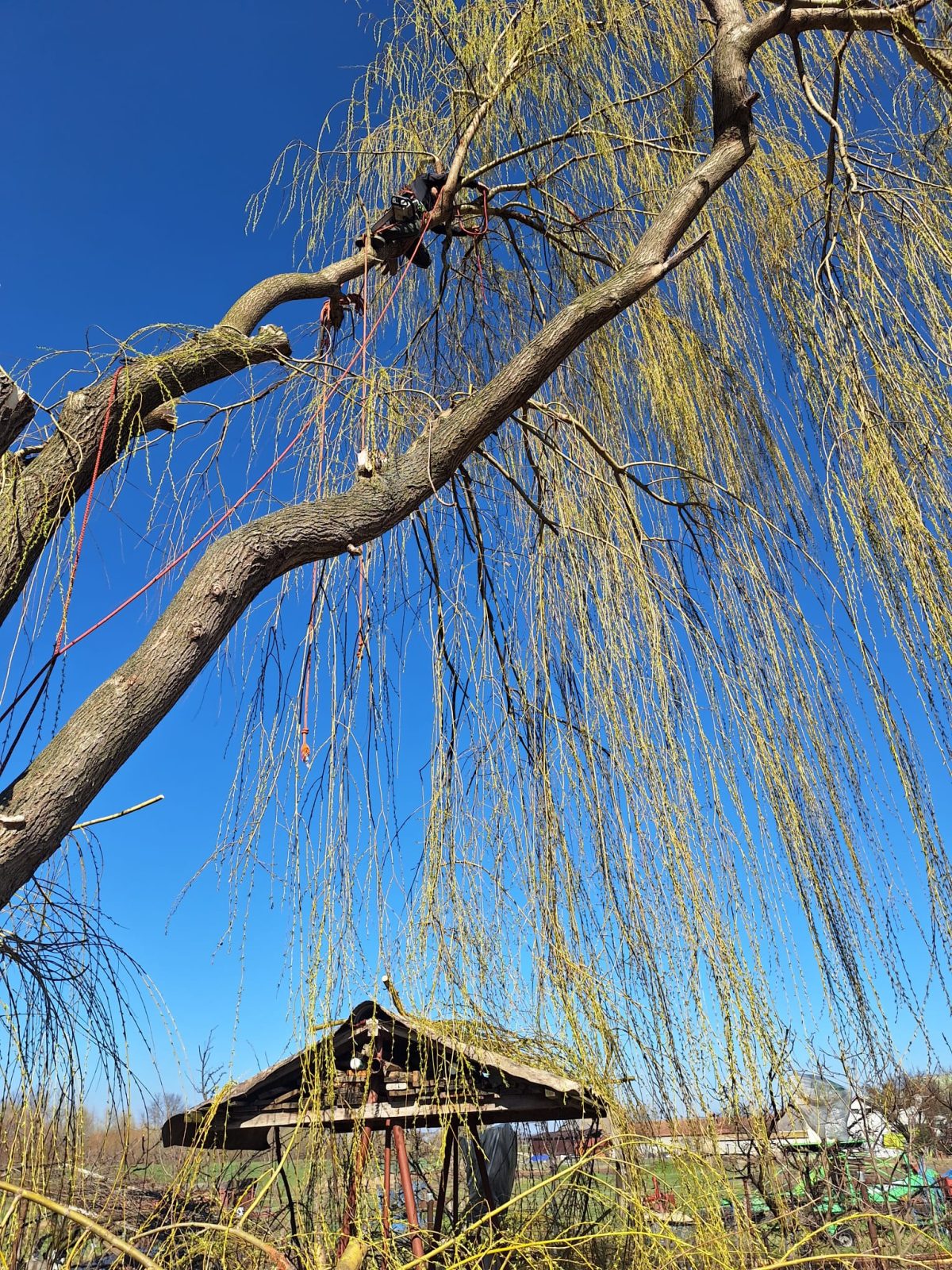 Lucrare Toaletare Salcie Supradezvoltata – Stupini, Brașov