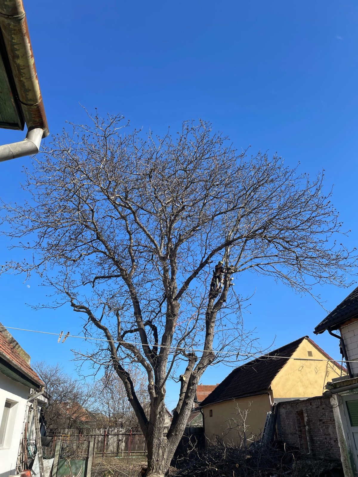 Toaletare Nuc Brașov, Bartolomeu - Arboristica.ro