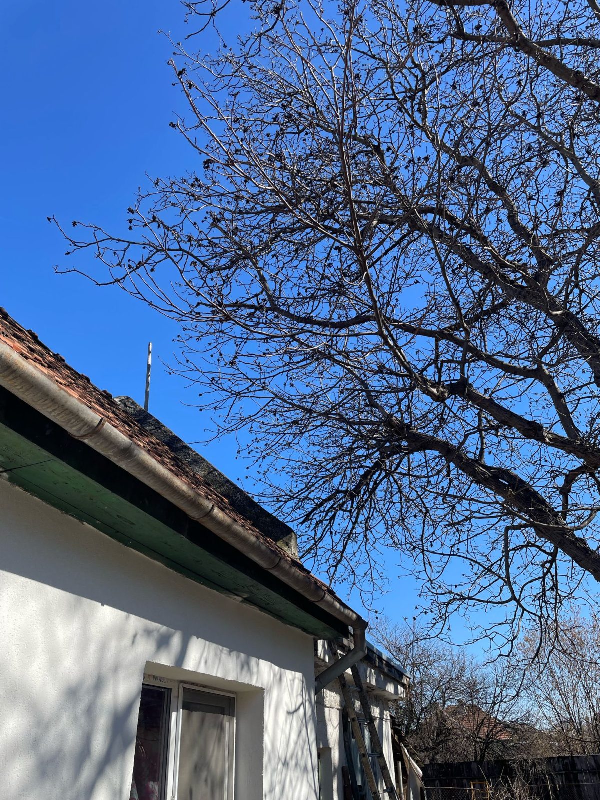 Toaletare Nuc Brașov, Bartolomeu - Arboristica.ro