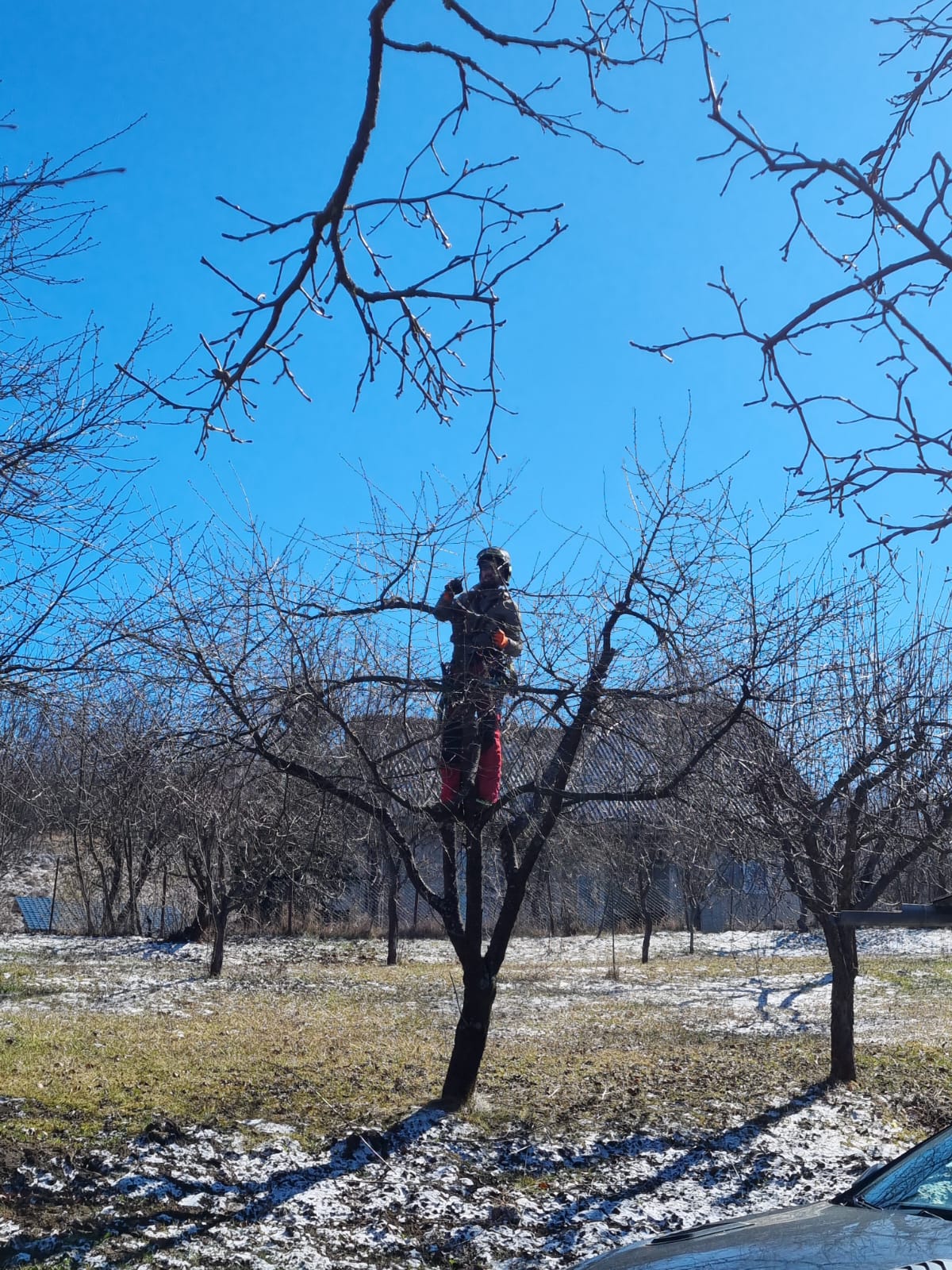 Lucrare Toaletare Livada Pomi Fructiferi – Cluj-Napoca