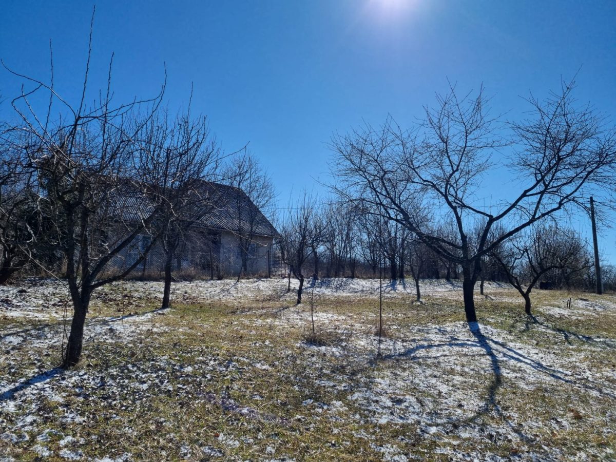Lucrare Toaletare Livada Pomi Fructiferi – Cluj-Napoca