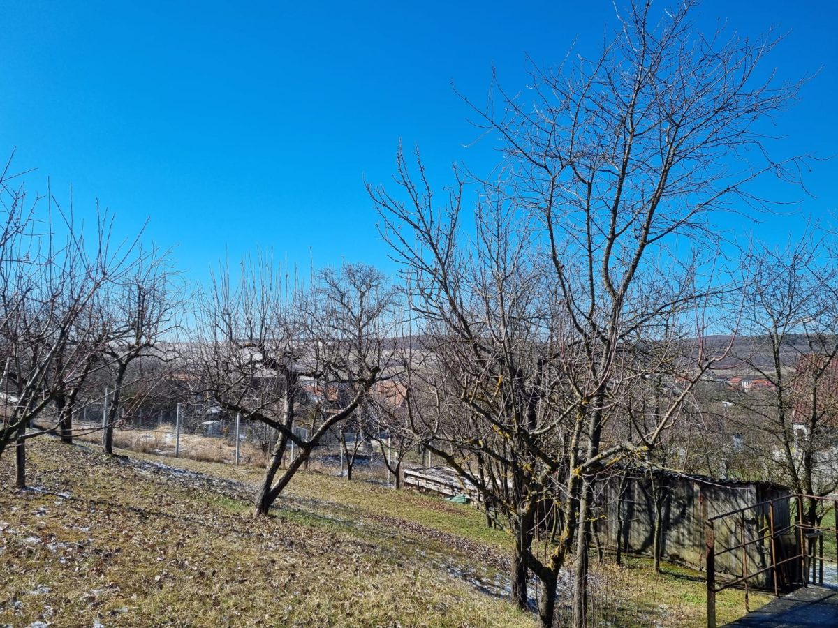 Lucrare Toaletare Livada Pomi Fructiferi – Cluj-Napoca