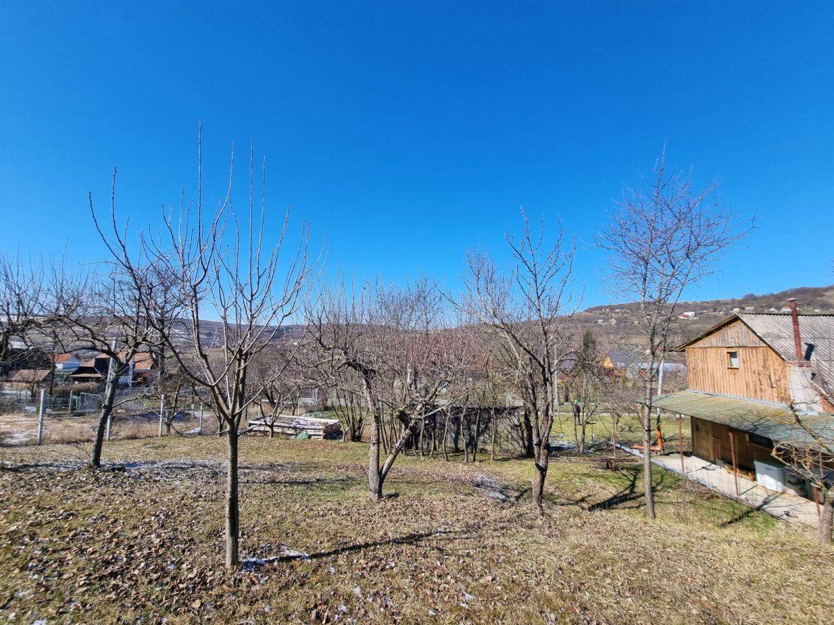 Lucrare Toaletare Livada Pomi Fructiferi – Cluj-Napoca