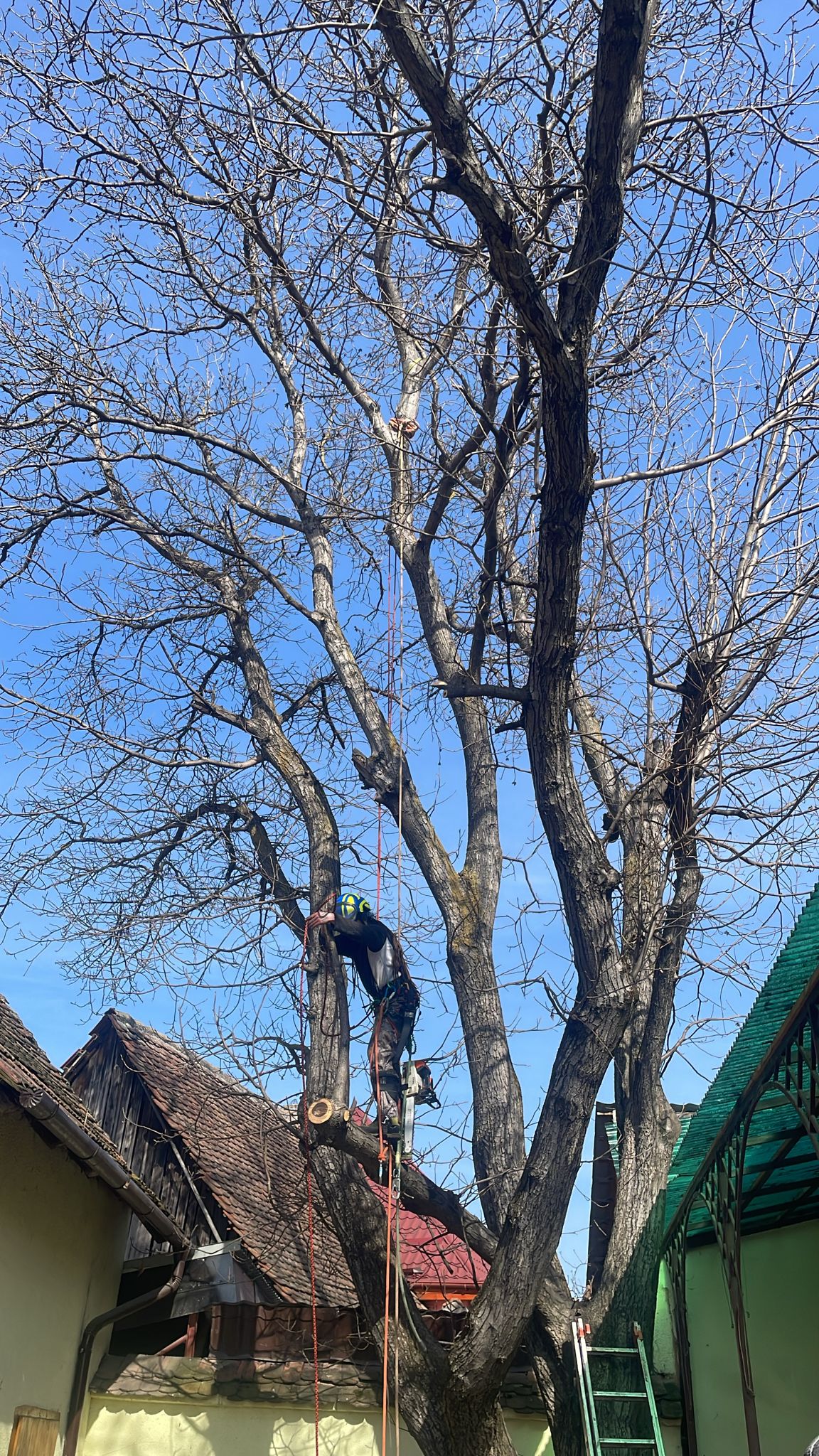 Servicii Firma Taiere Copaci Avrig, Jud. Sibiu - Arboristica.ro