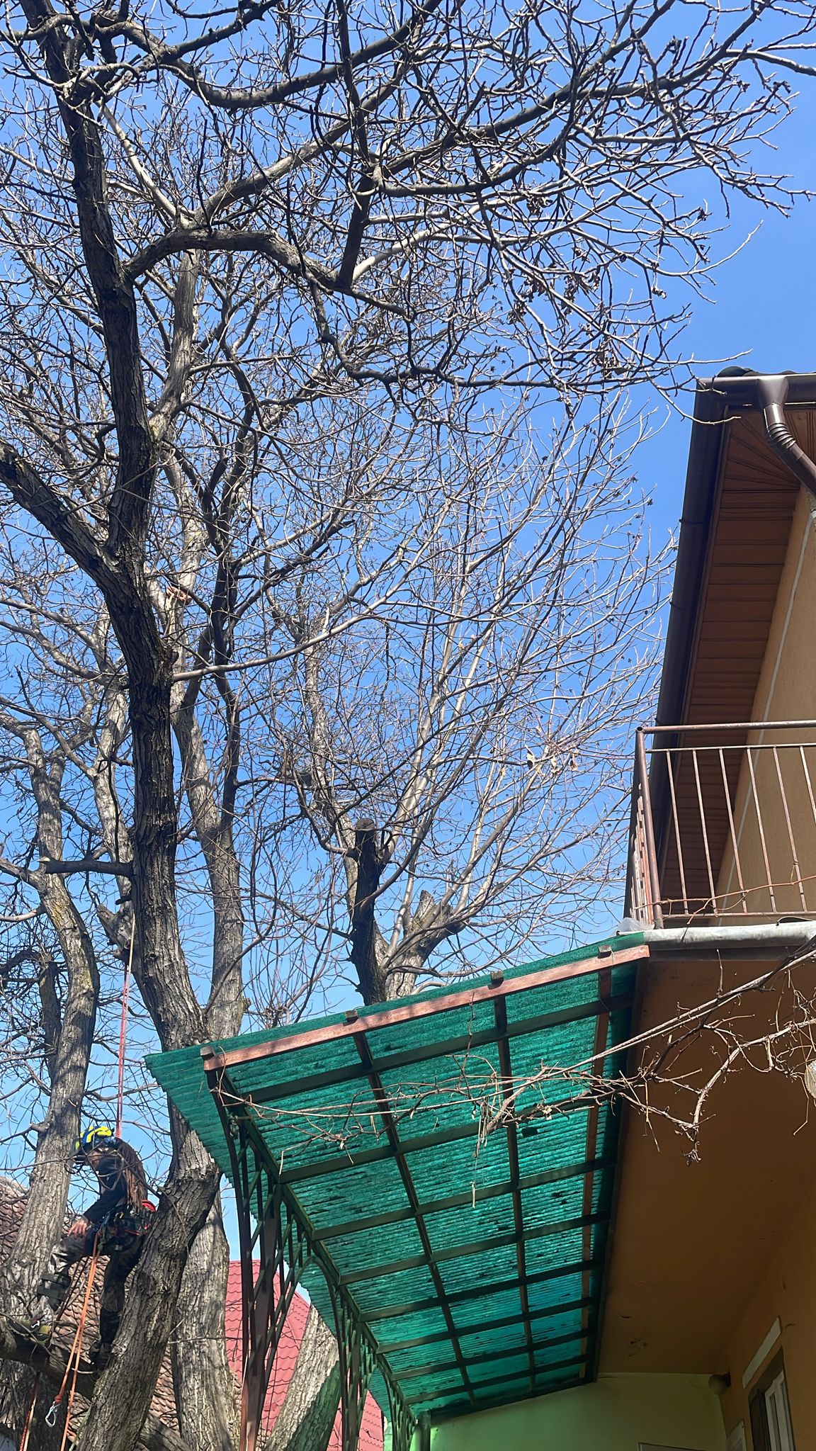 Servicii Firma Taiere Copaci Avrig, Jud. Sibiu - Arboristica.ro