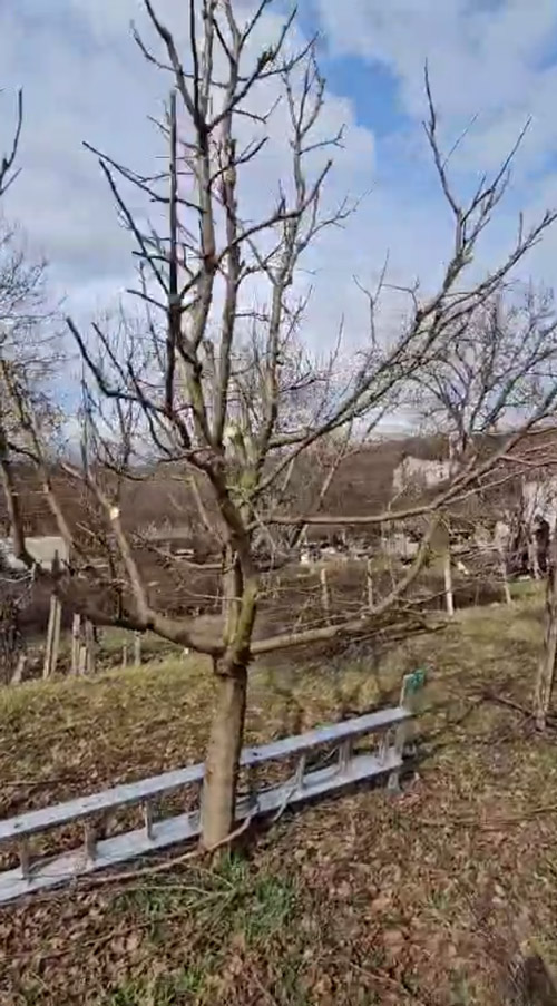 Toaletare Pomi Fructiferi Hunedoara - Urban Arboristica