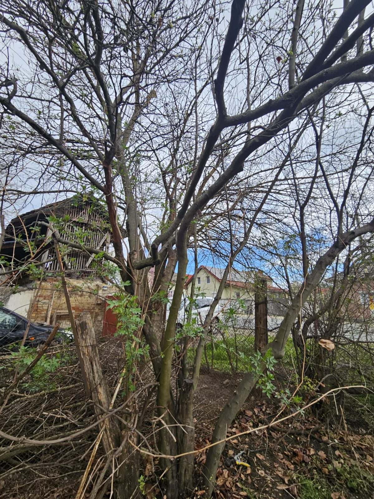 Servicii Toaletare Pomi Fructiferi Hunedoara