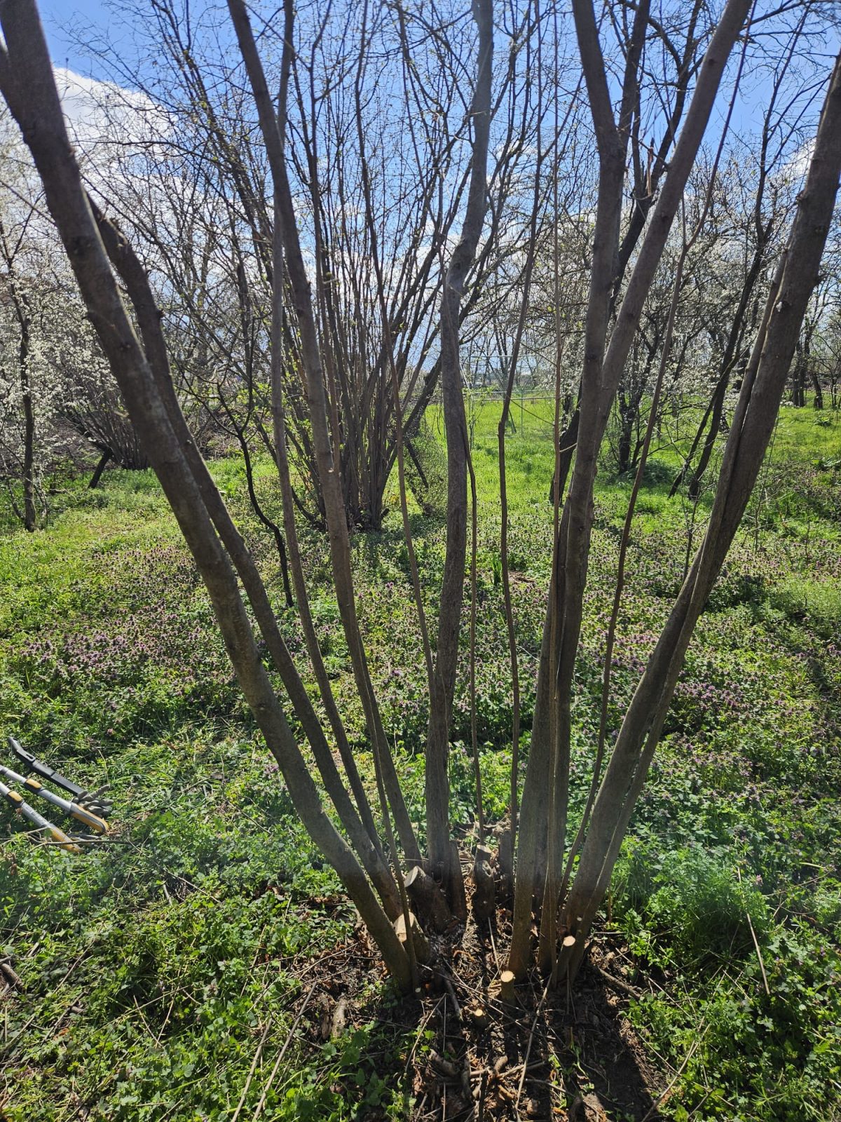 Servicii Toaletare Pomi Fructiferi Hunedoara