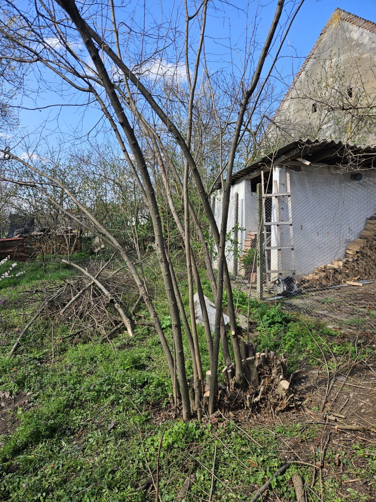 Servicii Toaletare Pomi Fructiferi Hunedoara