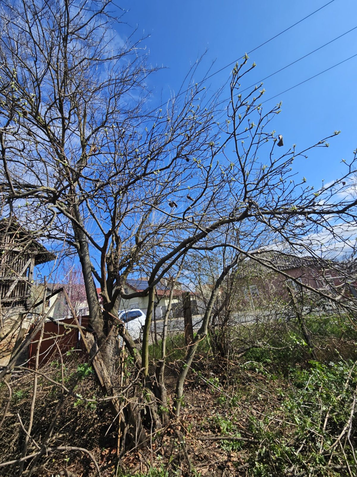 Toaletare Pomi Fructiferi Hunedoara - Urban Arboristica