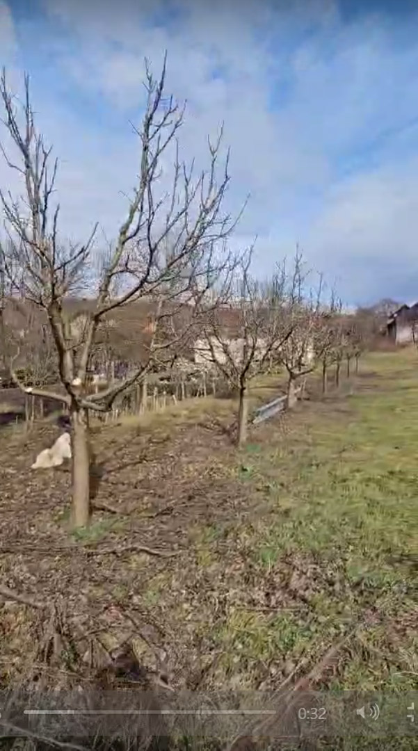Toaletare Pomi Fructiferi Hunedoara - Urban Arboristica