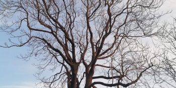 Provocarea Arborilor Supradimensionați Din Mediul Urban - Urban Arboristica
