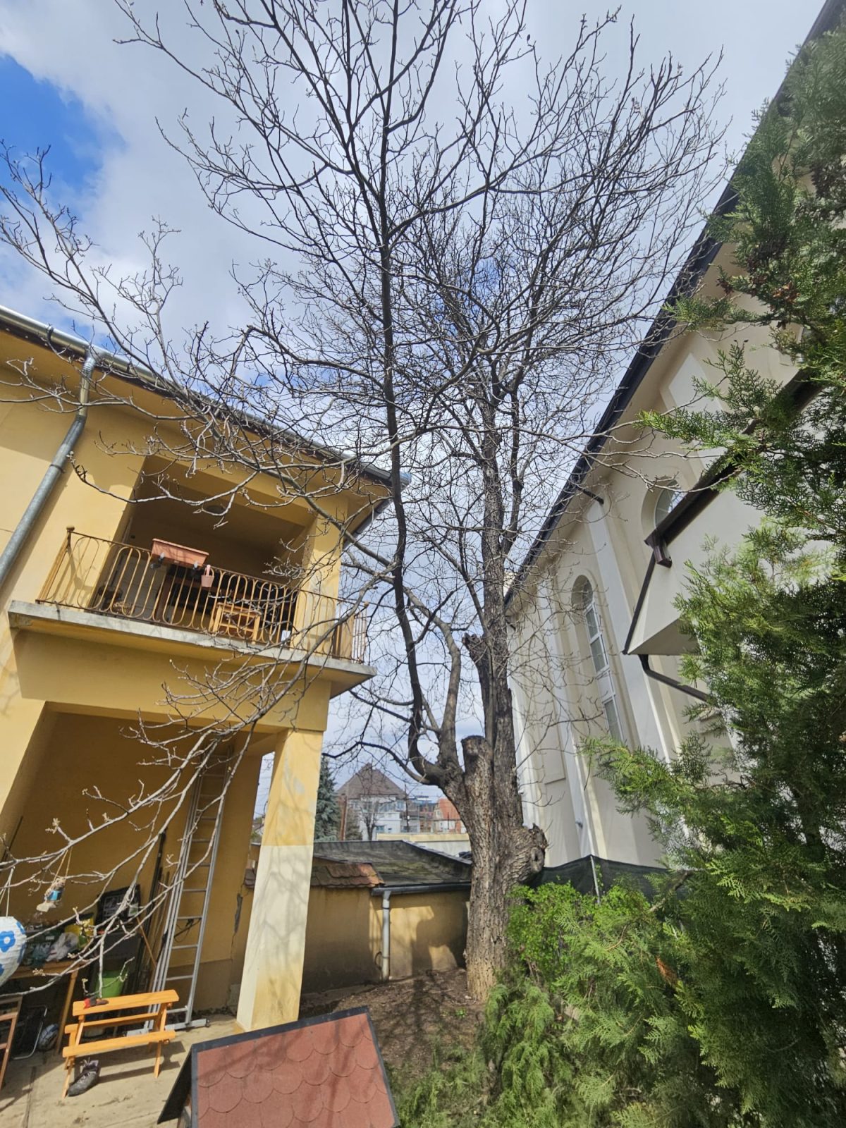 Toaletare Nuc și Brad 14 Metri Înălțime Sibiu - Urban Arboristica