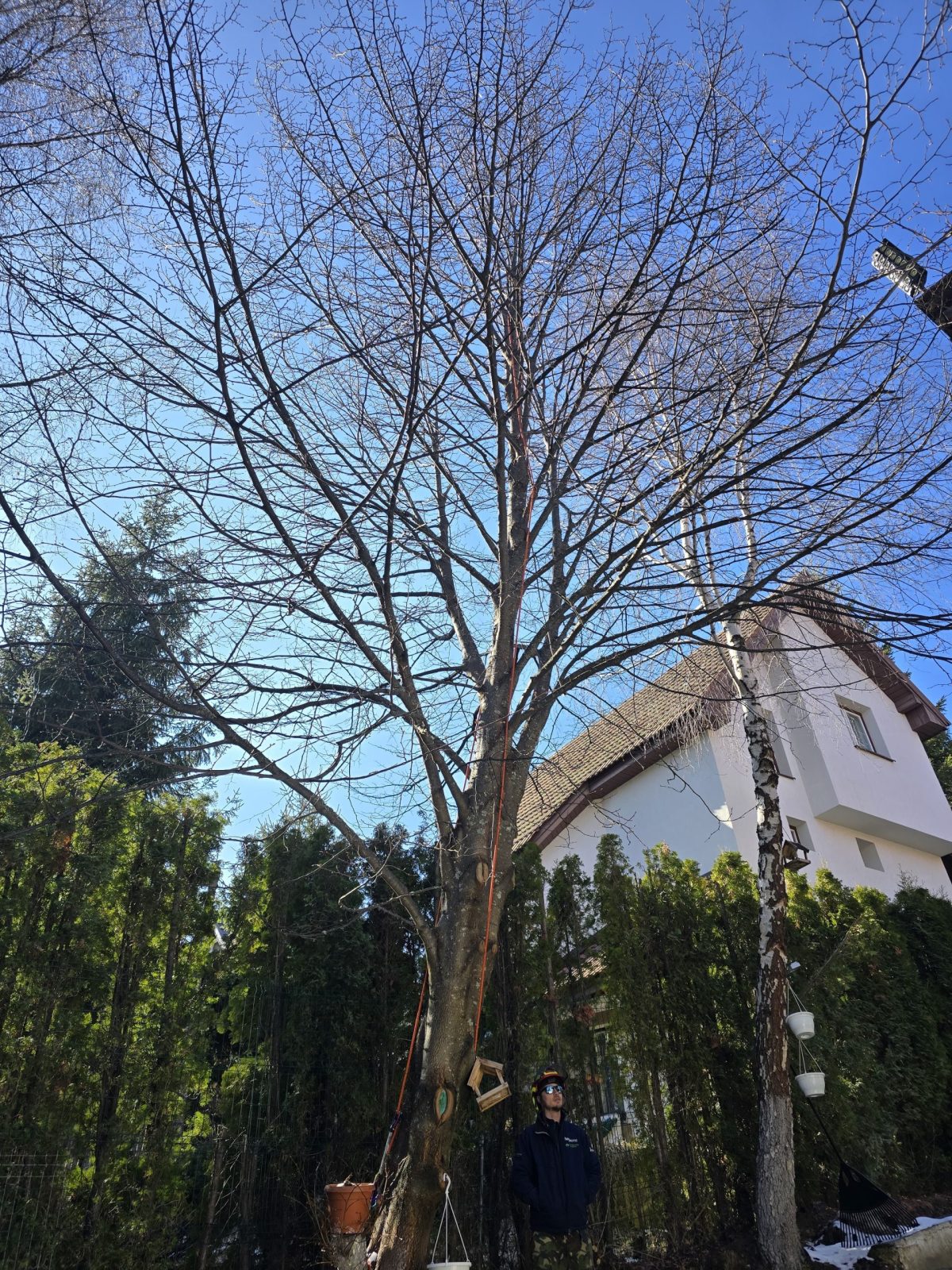 Servicii Toaletare Stațiunea Muntele Baisorii - Urban Arboristica
