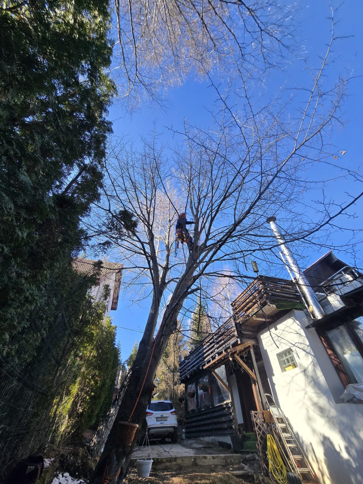 Servicii Toaletare Stațiunea Muntele Baisorii - Urban Arboristica