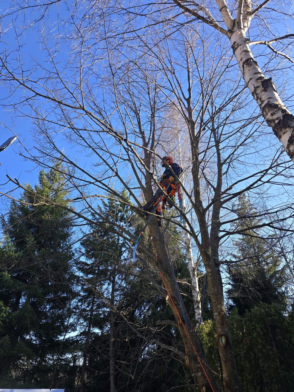 Servicii Toaletare Stațiunea Muntele Baisorii - Urban Arboristica