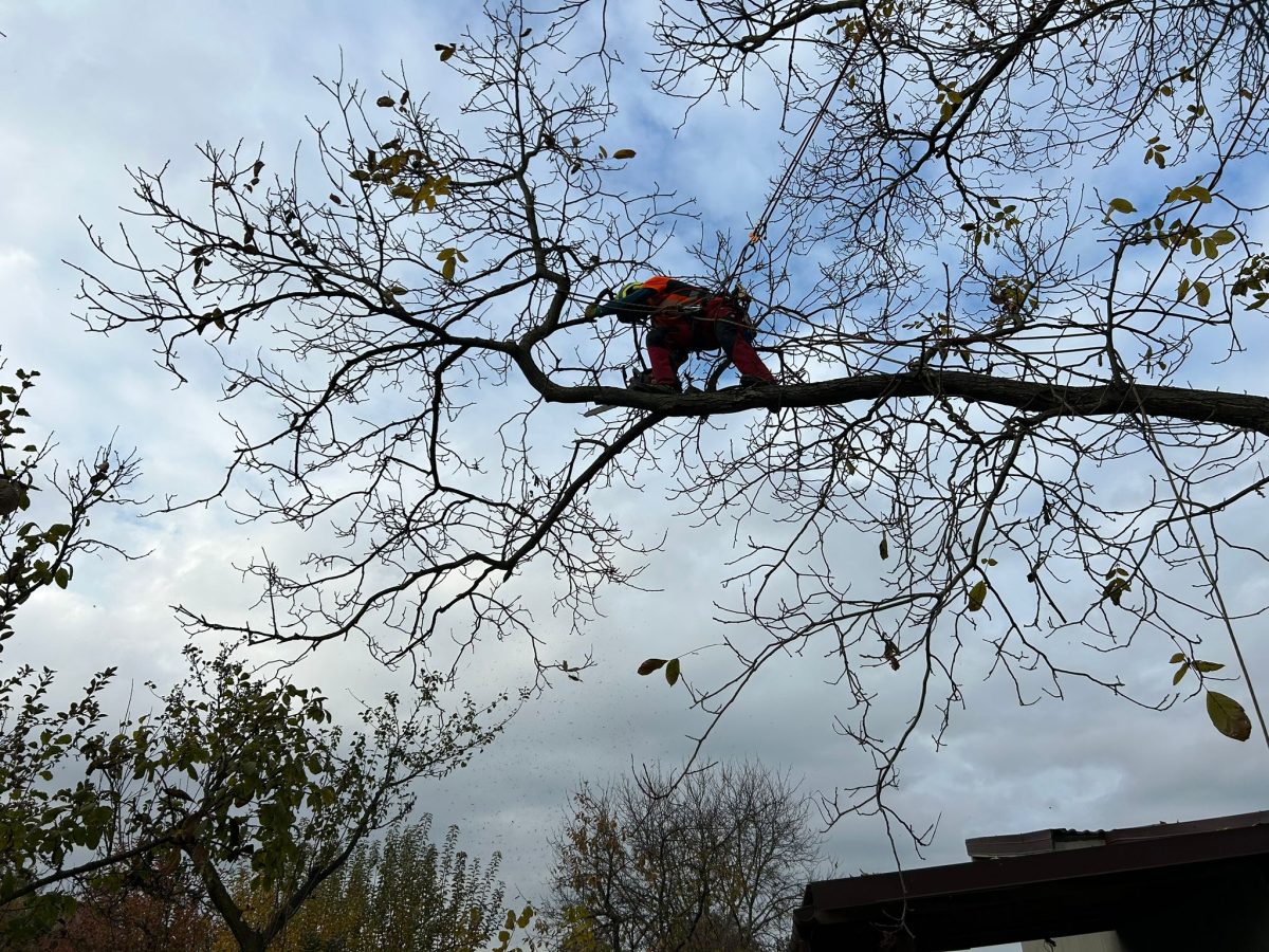 Nuc (Juglans regia) Arbori Romania Urban Arboristica