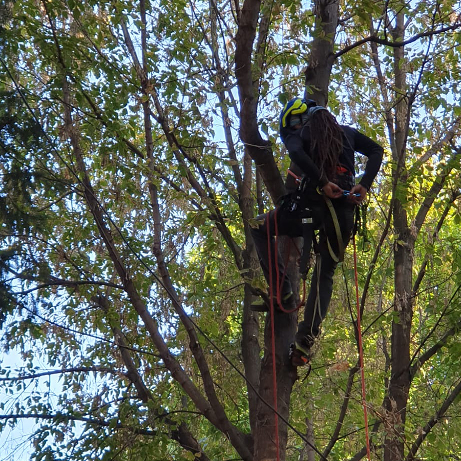 Specia ARȚAR (Acer campestre) - Arbori Romania Urban Arboristica