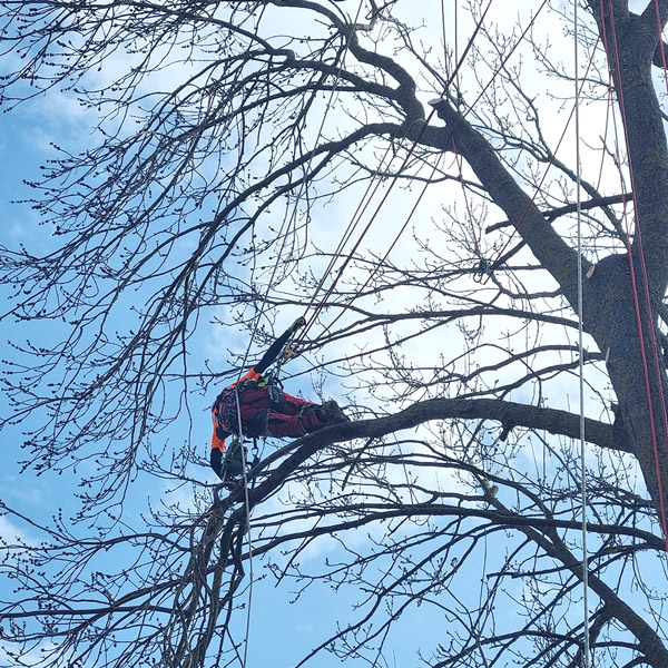 Servicii Firma Arboricultura Romania - Urban Arboristica Costin Iodache Arborist