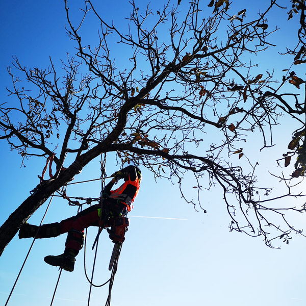 Servicii Firma Arboricultura Romania - Urban Arboristica Costin Iodache Arborist