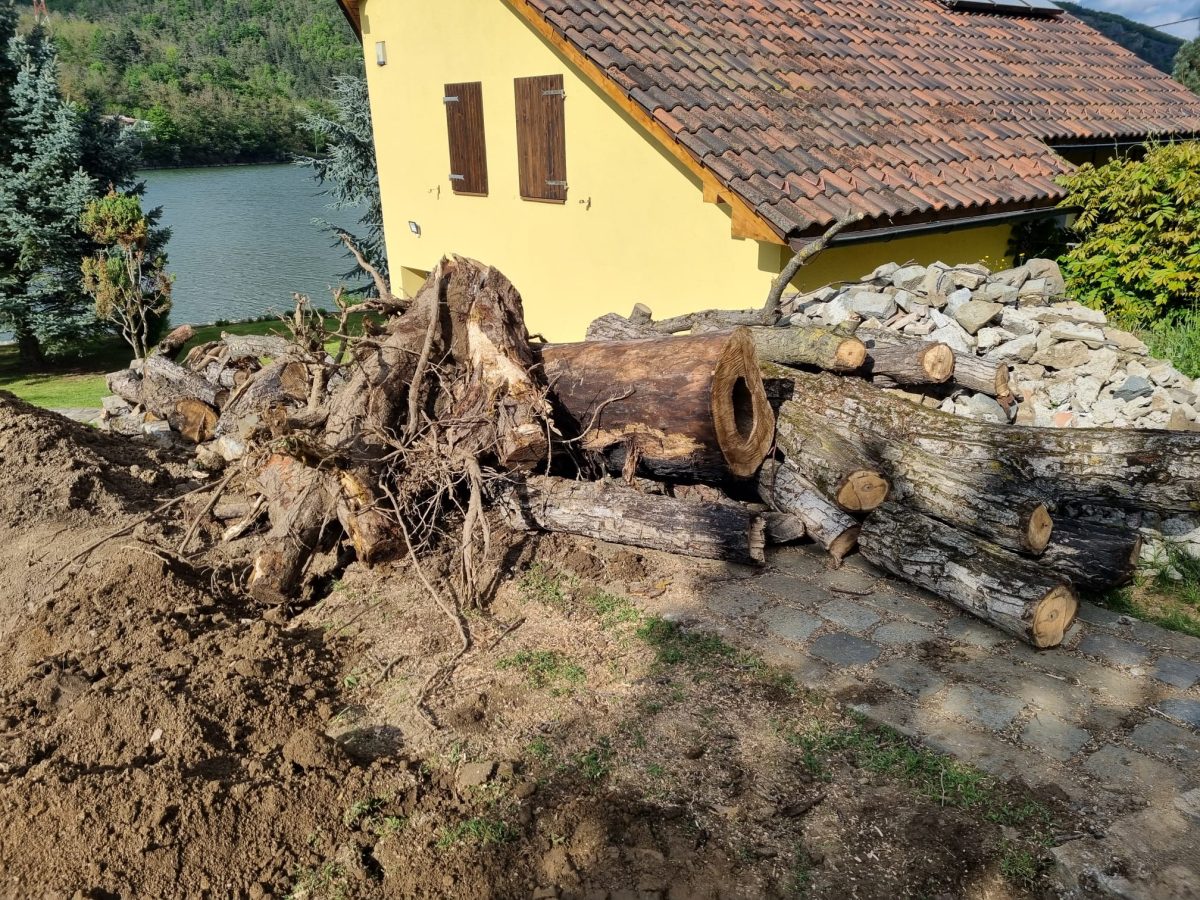 Scoatere Radacina Copaci - Urban Arboristica