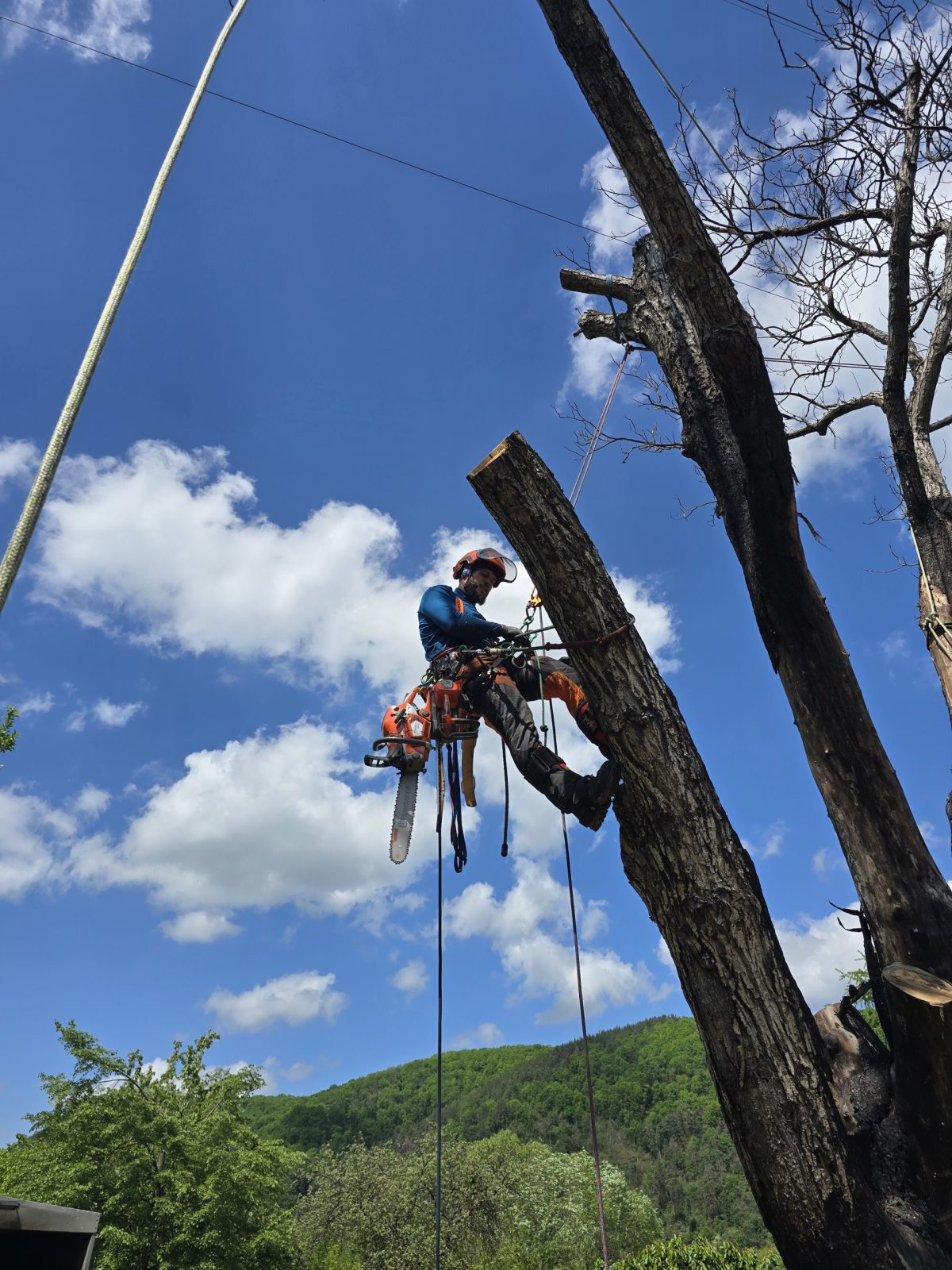Arborist Cluj - Taiere Nuc Somesu Cald - Urban Arboristica