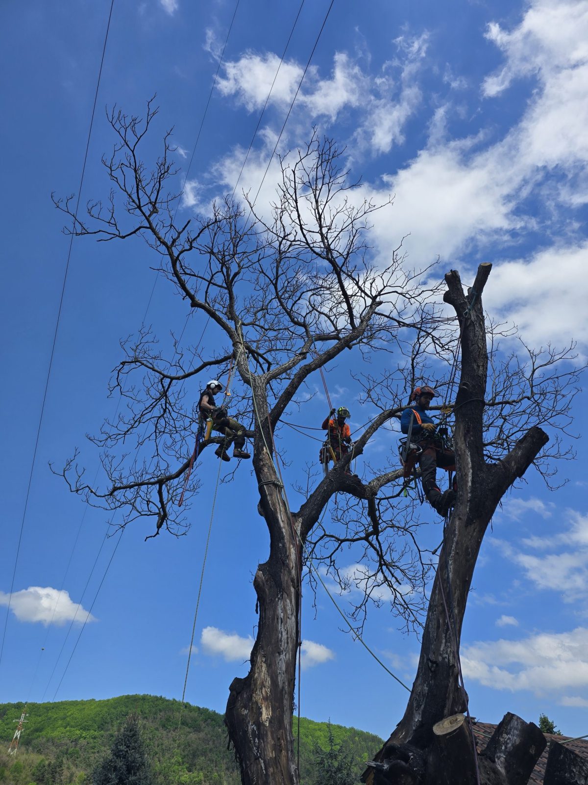 Lucrare Tăiere Nuc 14 Metri Înălțime – Someșu Cald, Cluj