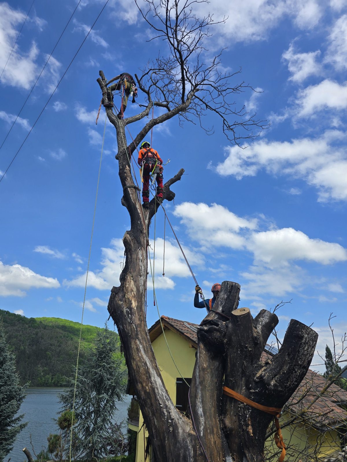 Lucrare Tăiere Nuc 14 Metri Înălțime – Someșu Cald, Cluj