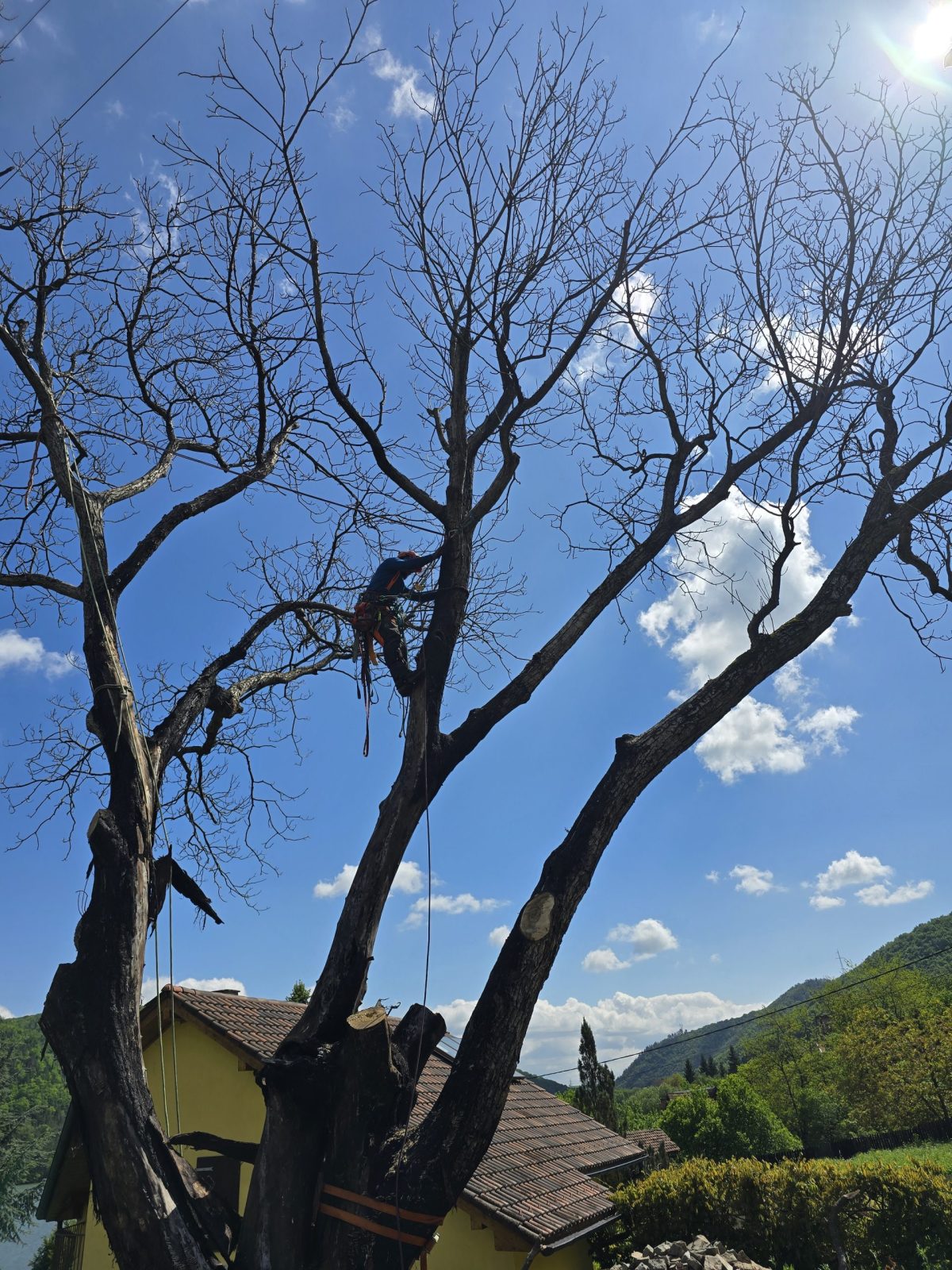 Lucrare Tăiere Nuc 14 Metri Înălțime – Someșu Cald, Cluj