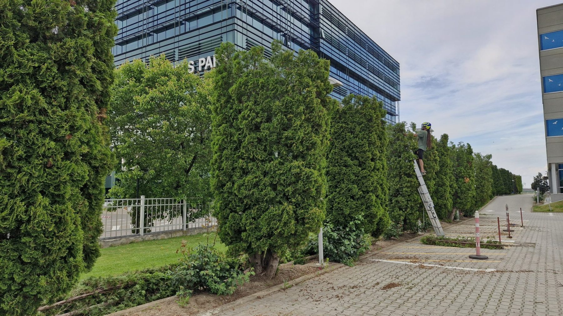 Urban Arboristica a fost contractată de Canam Brașov pentru o lucrare complexă de întreținere a unui gard viu format din 50 de arbori de Thuja Occidentalis Smaragd