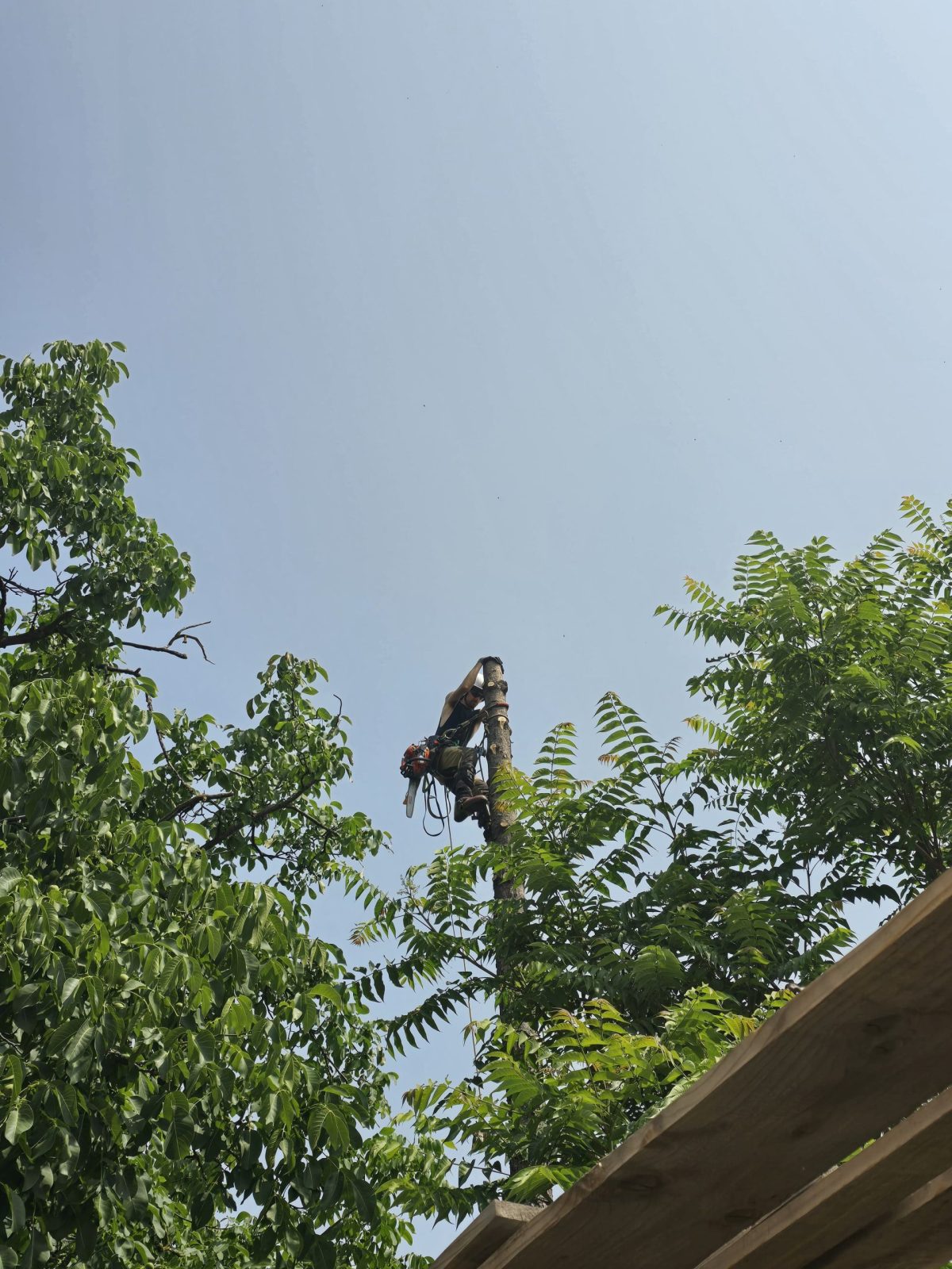 Urban Arboristica Lucrare Taiere Molid (Picea) – Timișoara, Timiș
