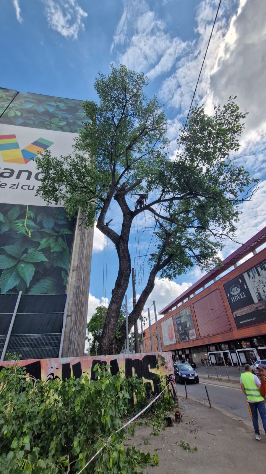 Urban Arboristica - Lucrare Tăiere Plop 14 Metri Înălțime – Obor, București