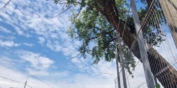 Lucrare Tăiere Plop (Populus nigra) – Obor, București