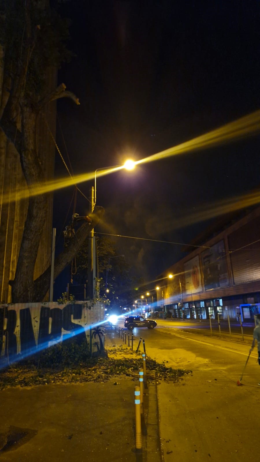 Urban Arboristica - Lucrare Tăiere Plop 14 Metri Înălțime – Obor, București