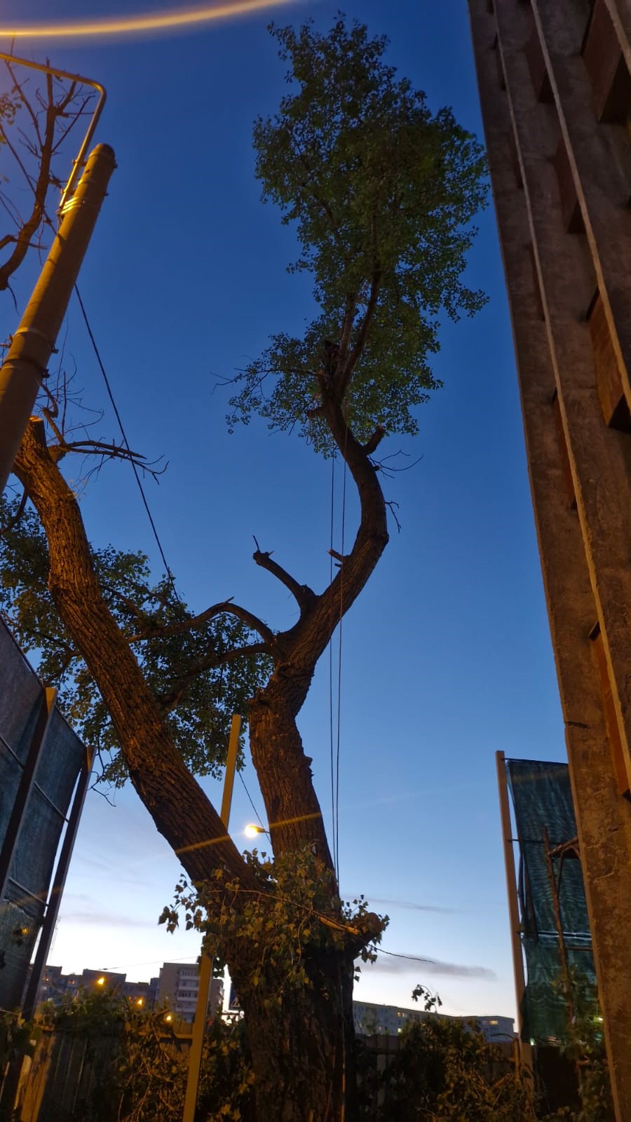 Urban Arboristica - Lucrare Tăiere Plop 14 Metri Înălțime – Obor, București