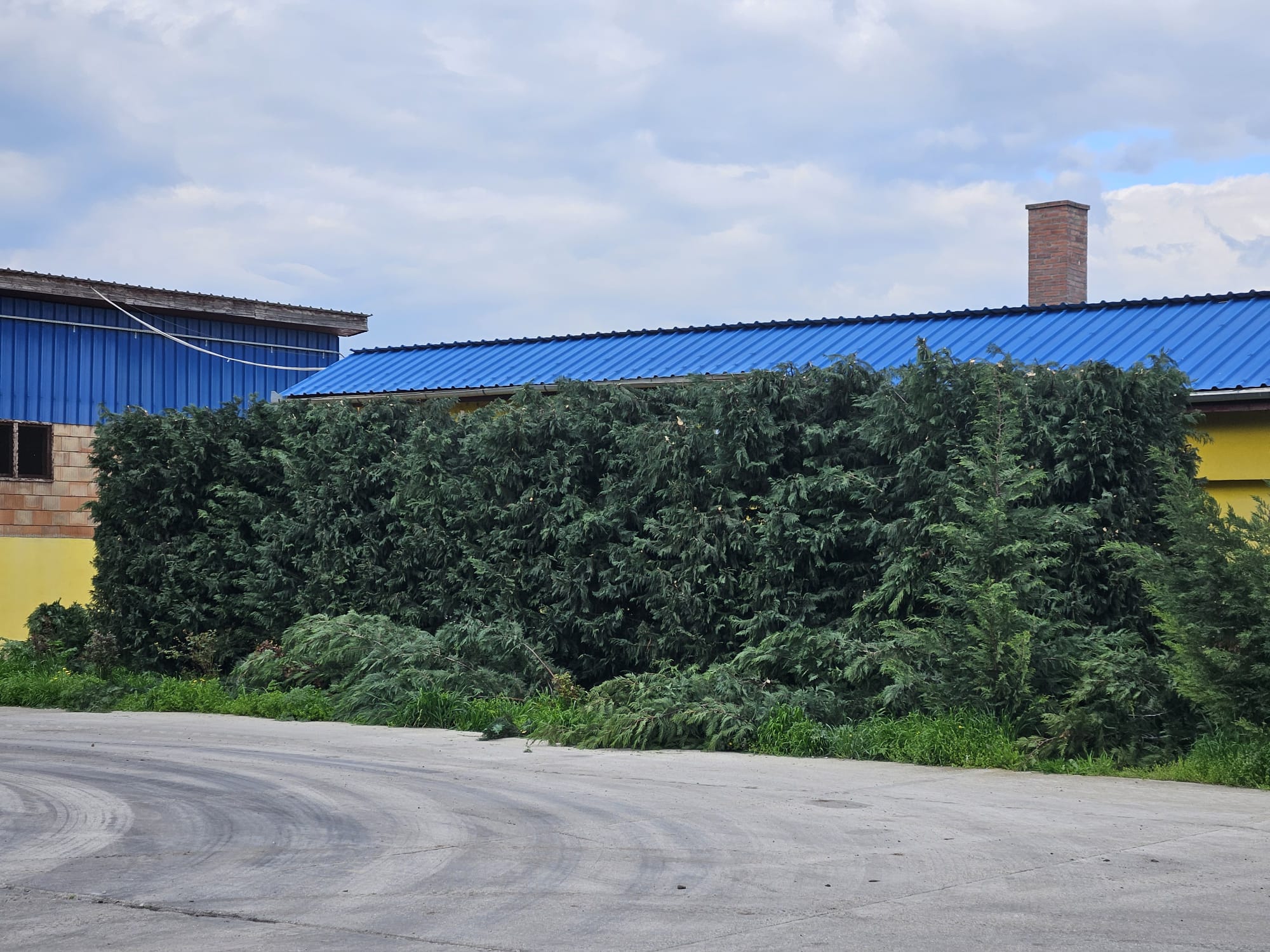 Urban Arboristica Lucrare Toaletare Gard Viu Leylandii (Cipres Leyland) – Timisoara