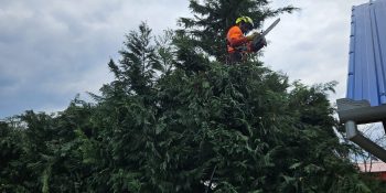Lucrare Toaletare Gard Viu Leylandii (Cipres Leyland) – Timisoara