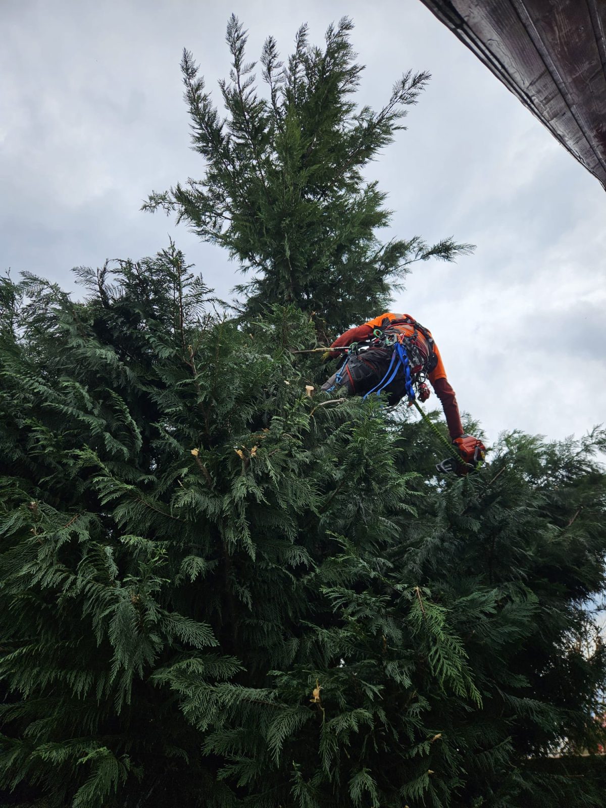 Urban Arboristica Lucrare Toaletare Gard Viu Leylandii (Cipres Leyland) – Timisoara