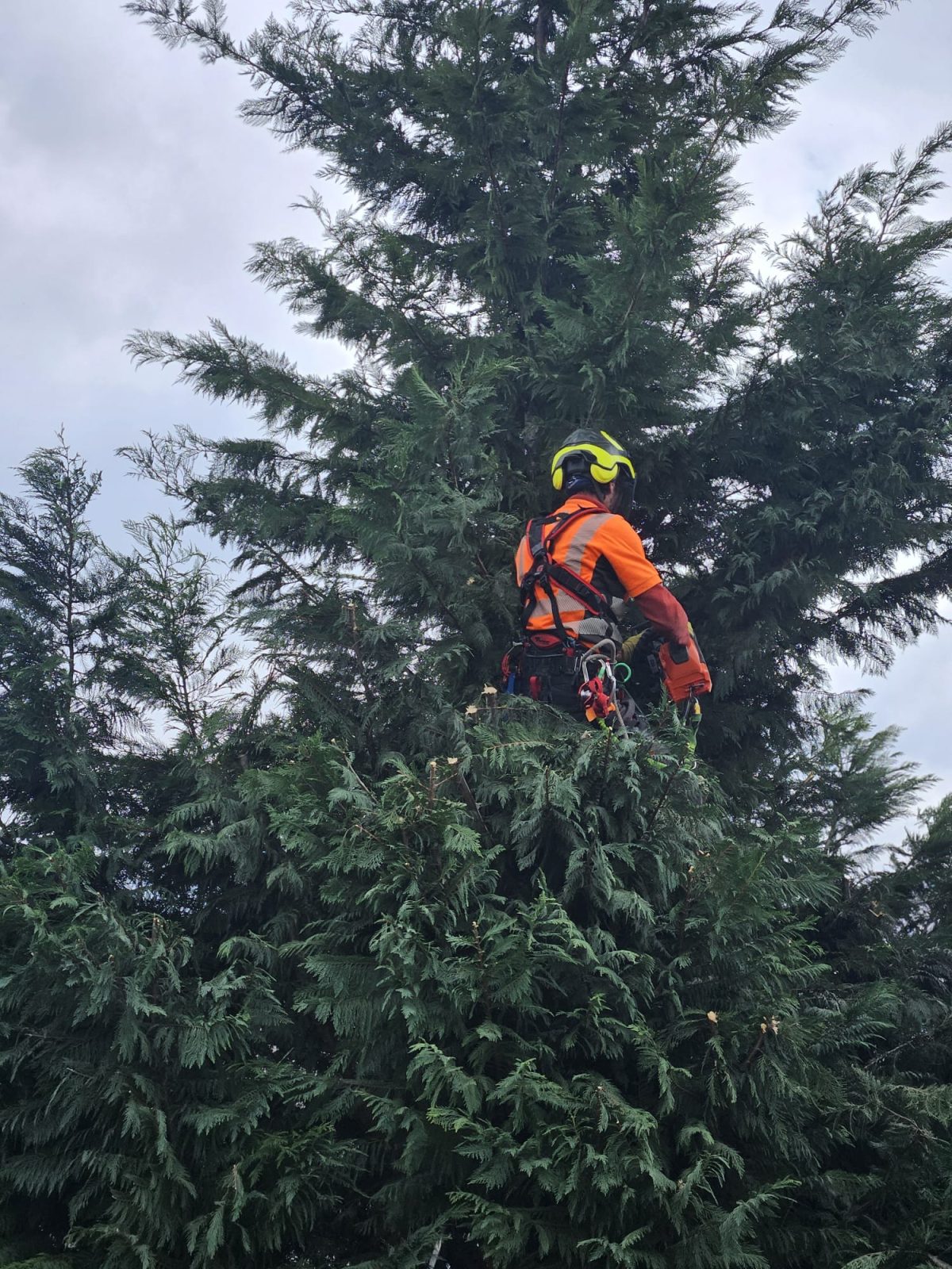 Urban Arboristica Lucrare Toaletare Gard Viu Leylandii (Cipres Leyland) – Timisoara