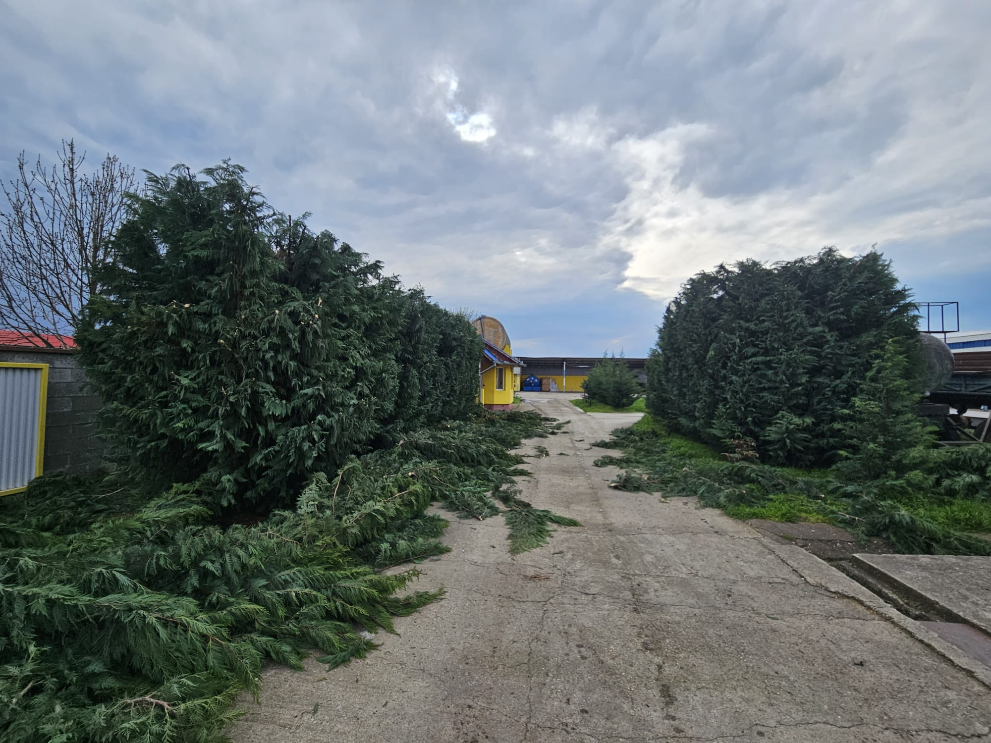 Urban Arboristica Lucrare Toaletare Gard Viu Leylandii (Cipres Leyland) – Timisoara