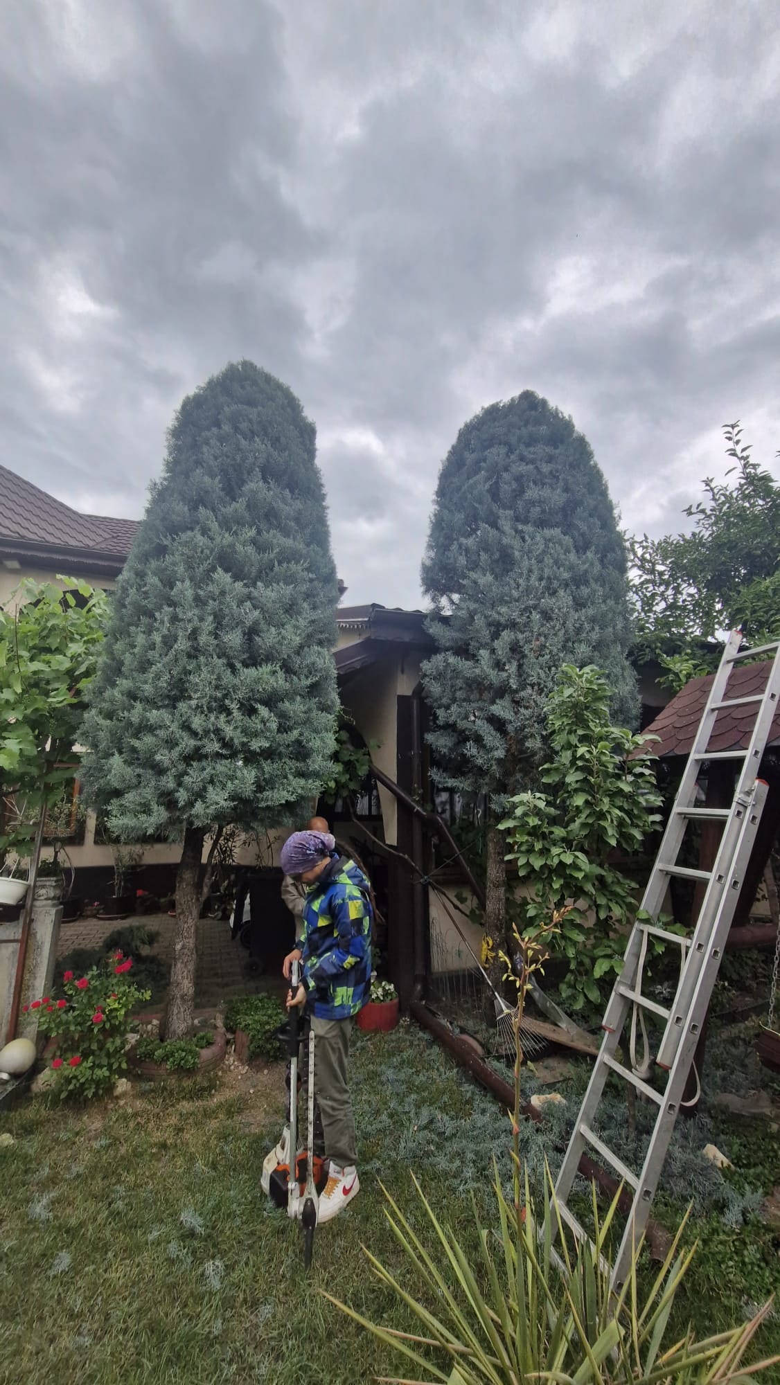 Urban Arboristica - Lucrare Toaletare Leylandii (Cipres Leyland) – Buzau