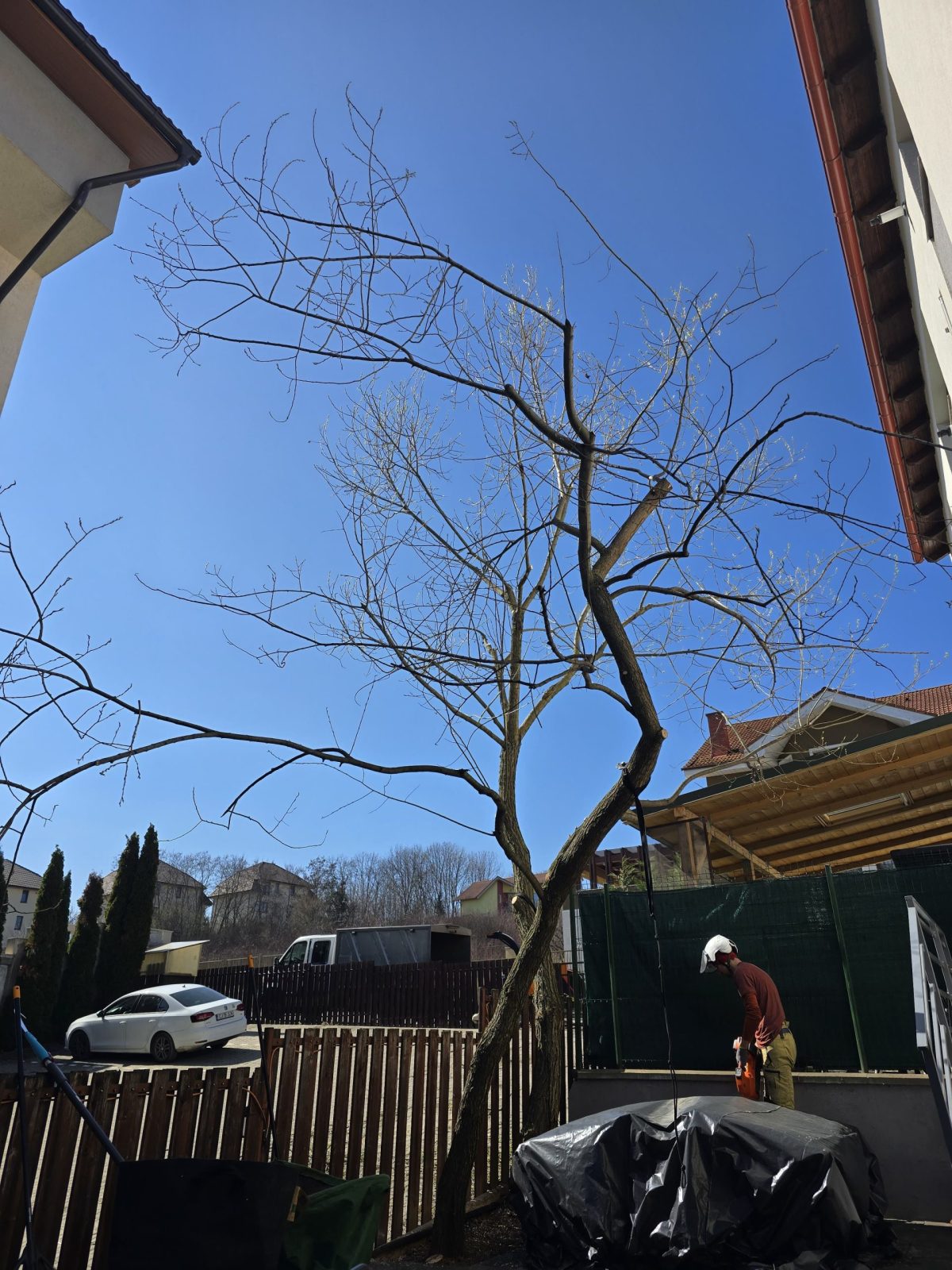 Toaletare reducere coronament și întreținerea unei sălcii (Salix sp.) în Deva, județul Hunedoara.