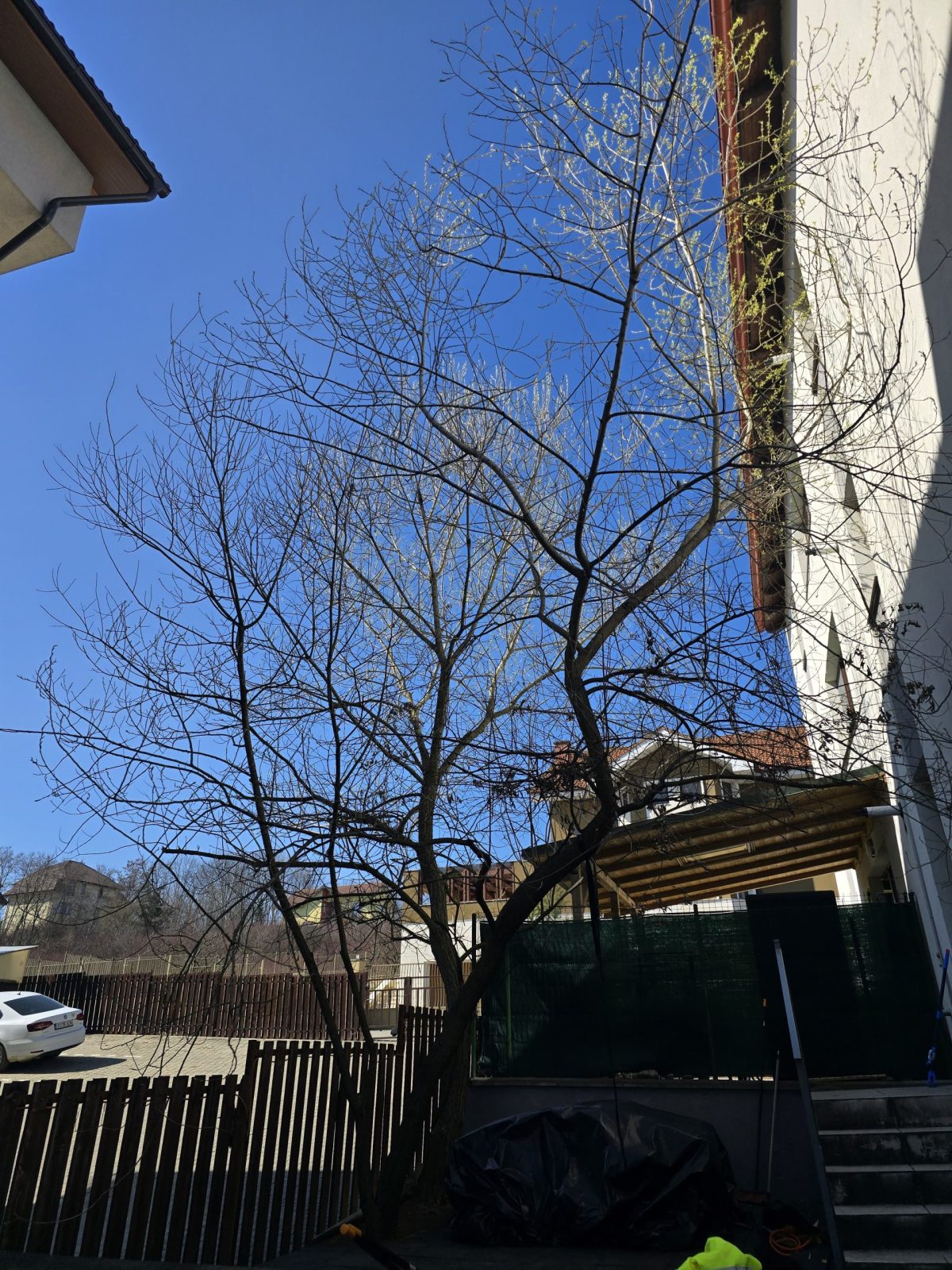 Toaletare reducere coronament și întreținerea unei sălcii (Salix sp.) în Deva, județul Hunedoara.