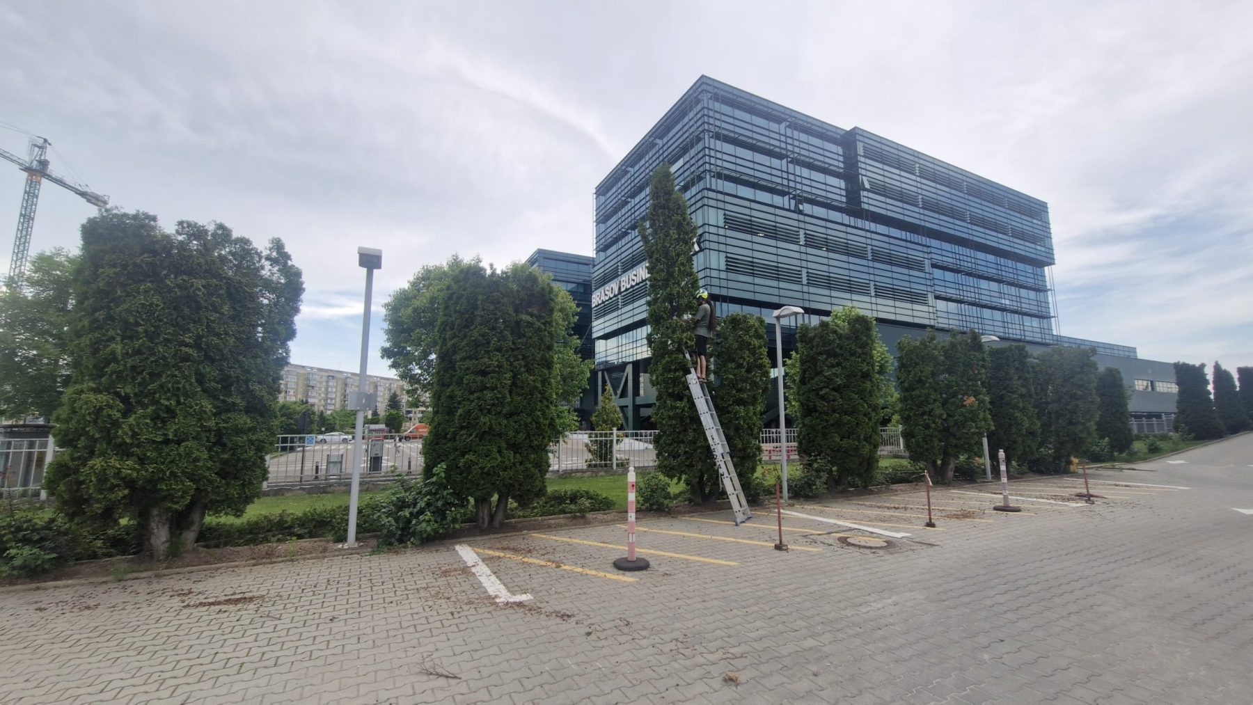 Urban Arboristica a fost contractată de Canam Brașov pentru o lucrare complexă de întreținere a unui gard viu format din 50 de arbori de Thuja Occidentalis Smaragd