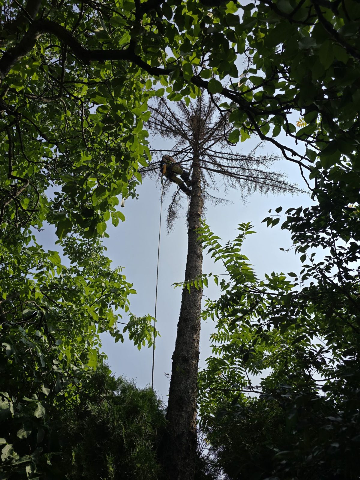 Toaletare Molid - Ghid Urban Arboristica