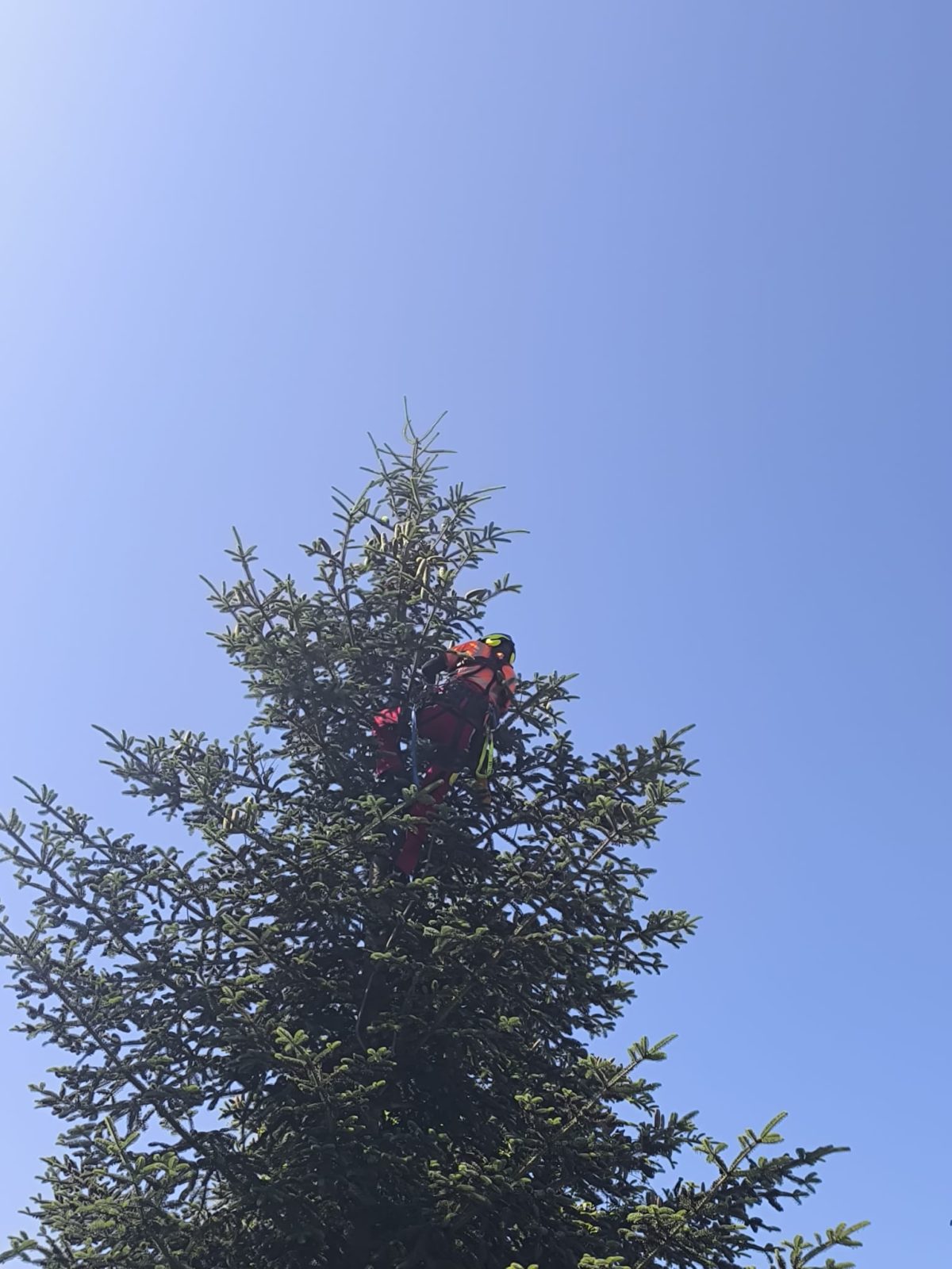 Ghid Toaletare Specia BRAD (Abies) - Urban Arboristica