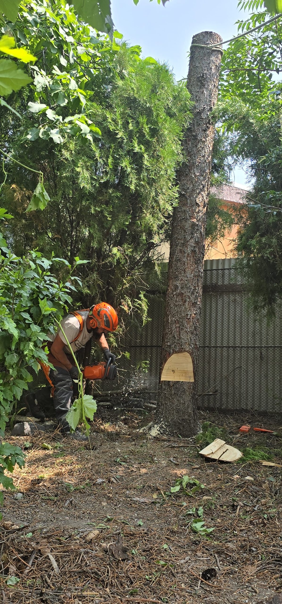 Urban Arboristica Lucrare Taiere Molid (Picea) – Timișoara, Timiș