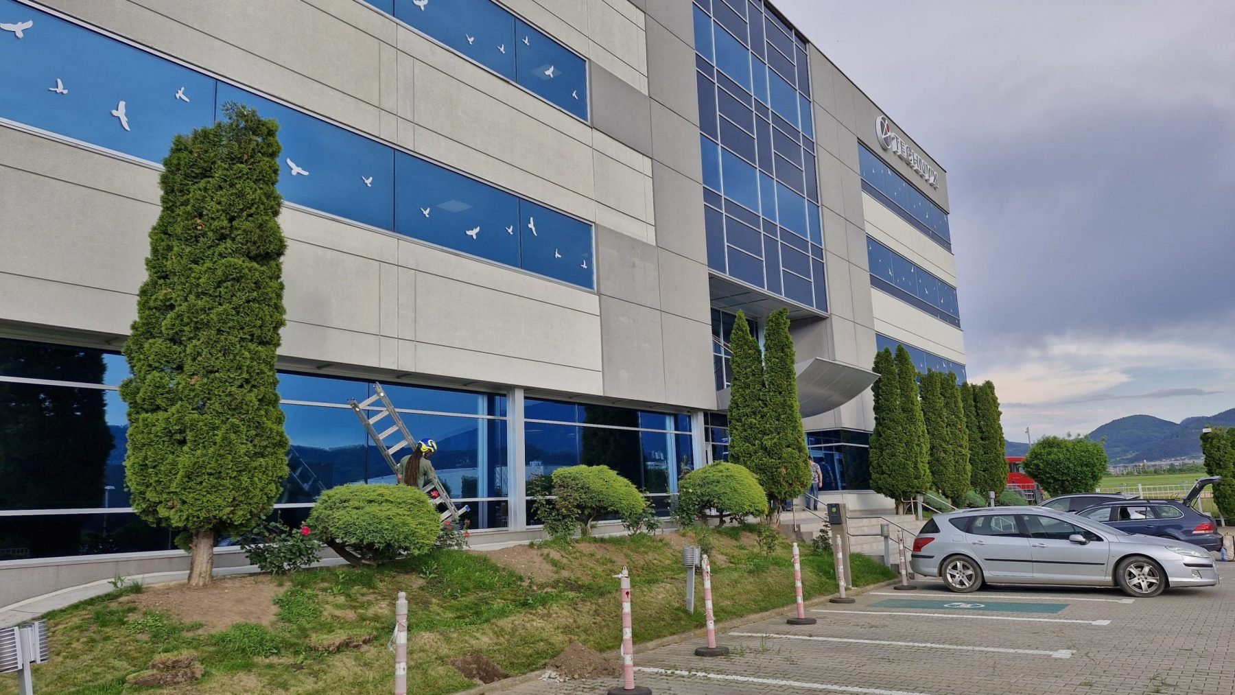 Urban Arboristica a fost contractată de Canam Brașov pentru o lucrare complexă de întreținere a unui gard viu format din 50 de arbori de Thuja Occidentalis Smaragd