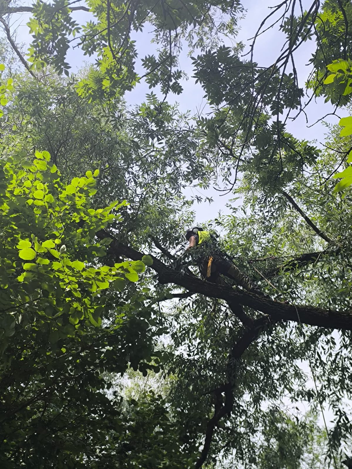 Audit Arbori și Securizare Festival Mumush - Urban Arboristica